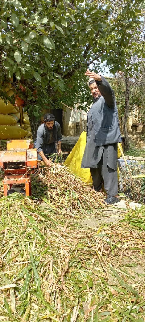 آموزش روش سایلیج‌سازی و یوریا تریتمنت برای آماده‌گی زمستان در کاپیسا