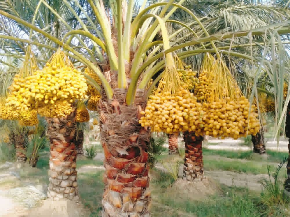 شرکت زراعتی وادی ننگرهار: امسال حاصلات باغ خرمای ننگرهار بهطور قابل ملاحظه افزایش یافته است