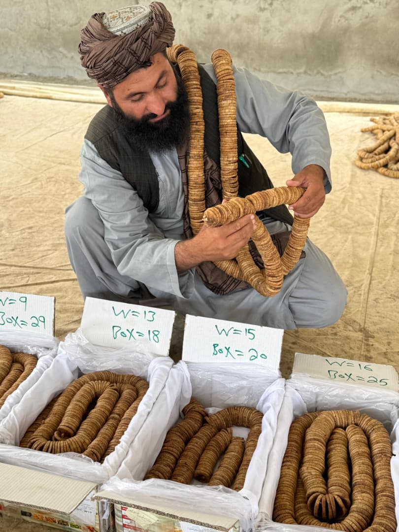د کندهار وچ انځر د نړۍوالو بازارونو پر لور؛ لومړی ځل هند ته ۱۰۰ ټنه صادرات