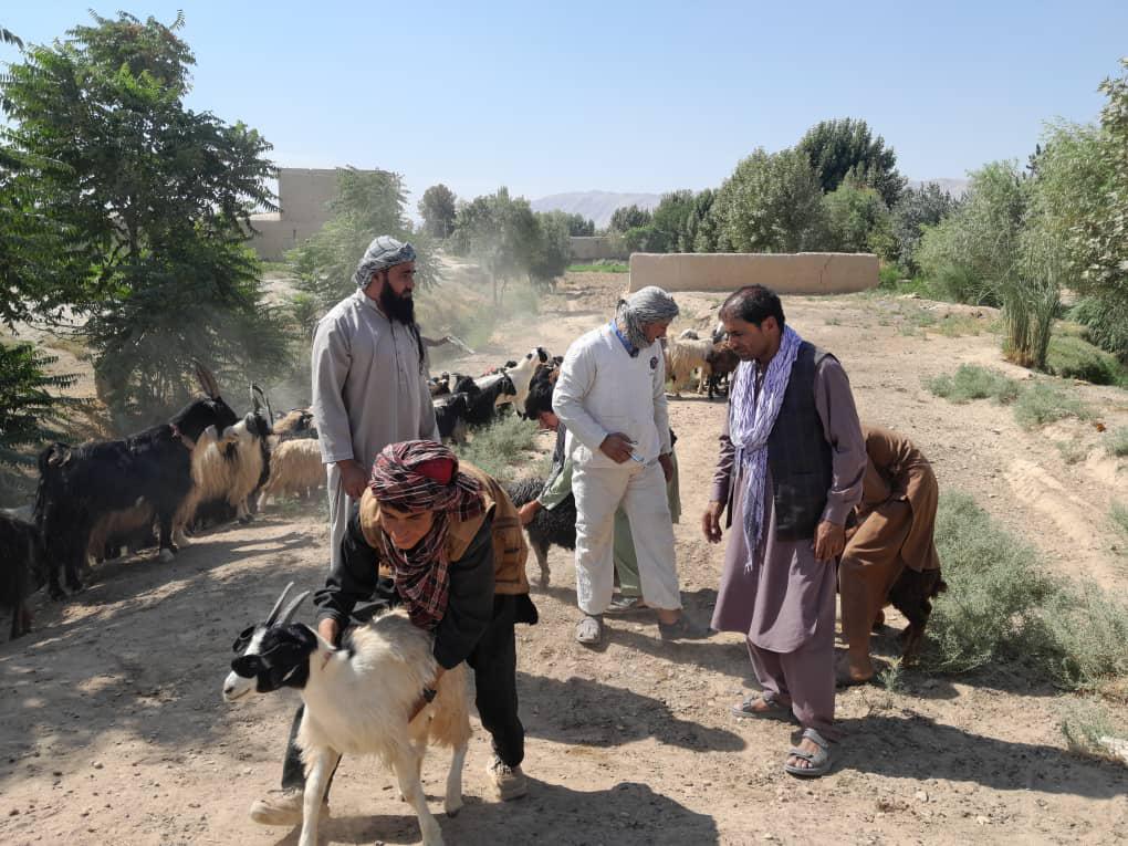 د بلخ دکرنې ریاست: بلخ ولسوالی کې د څارويو لپاره د چيچک واکسين تطبيق پيلېږي