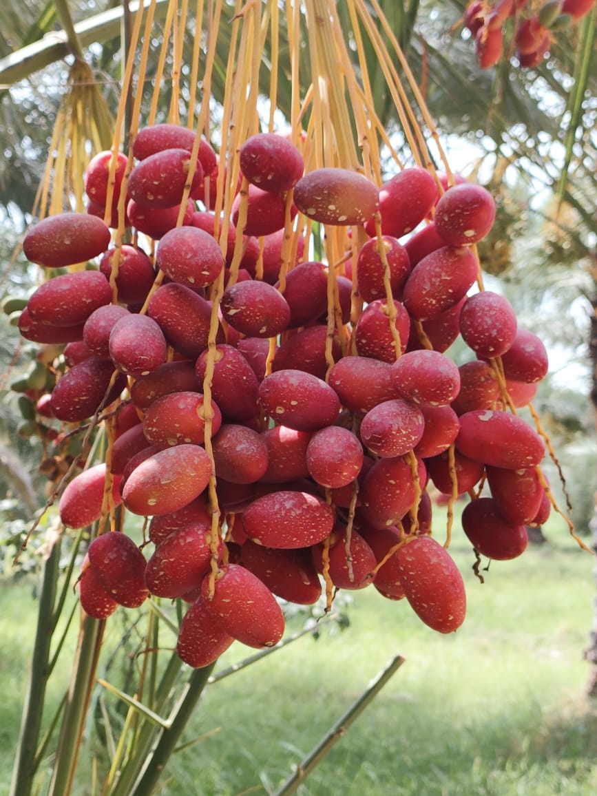 د ننګرهار کانال شرکت په بڼونو کې خرما حاصل ته رسېدلې