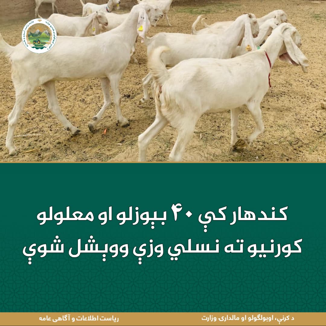 د ورځ مهمی خبری