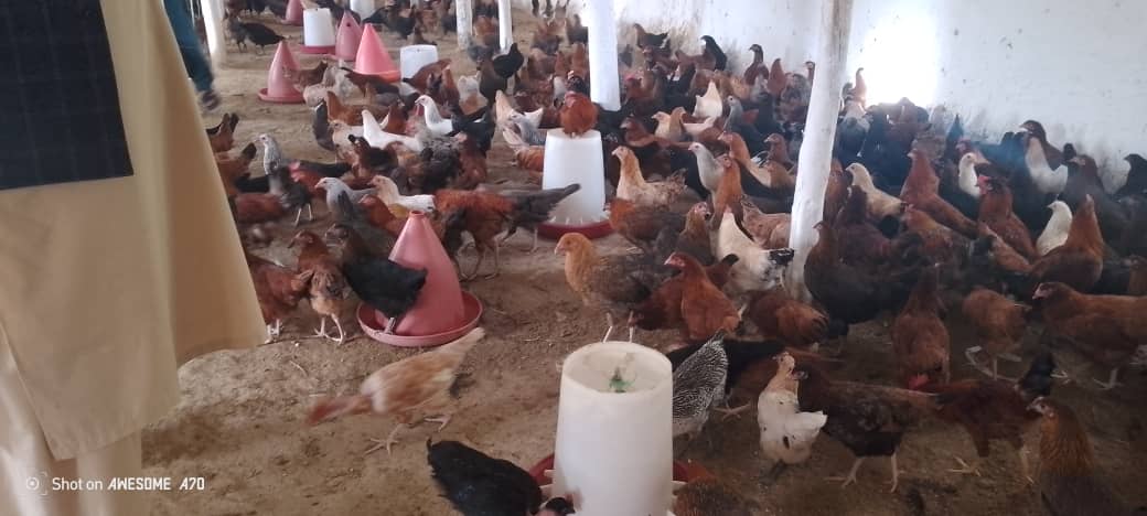به ۸۸ تن در دو ولسوالی تخار مرغ تخمی توزیع  می‌شود