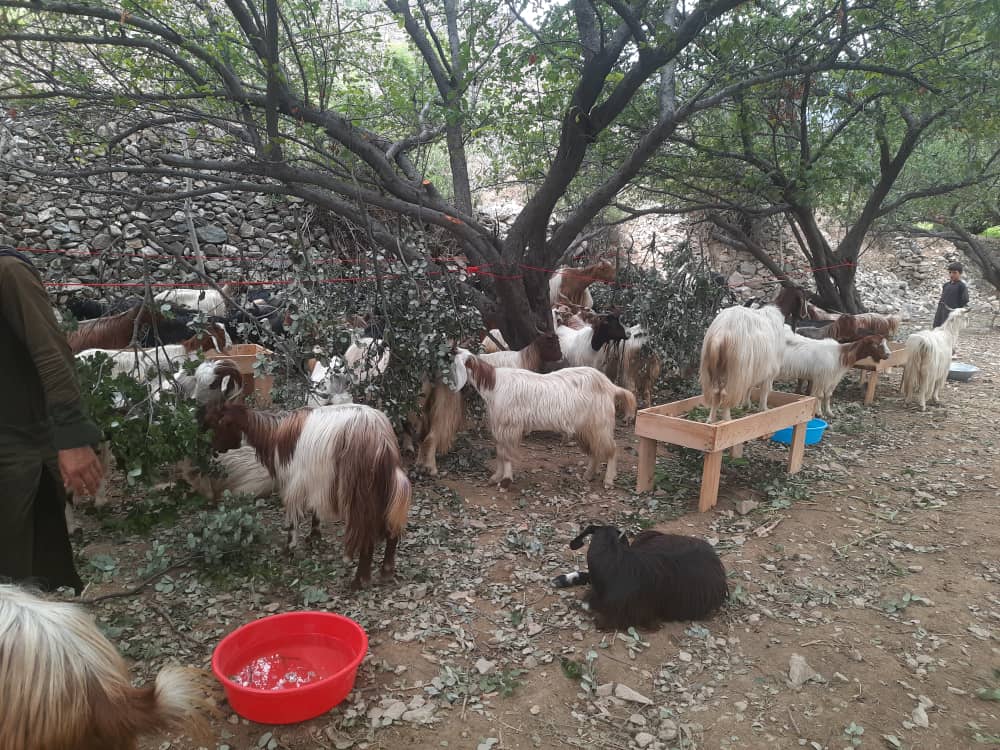 در دو ولسوالی کنر برای صدها خانواده نیازمند بز توزیع میشود