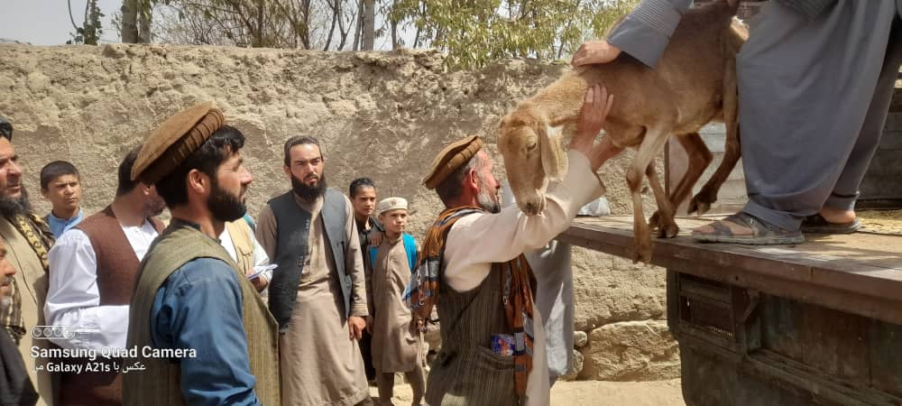 توزیع گوسفند و تجهیزات لبنی برای خانوادههای بیبضاعت در ولسوالی کلفگان تخار
