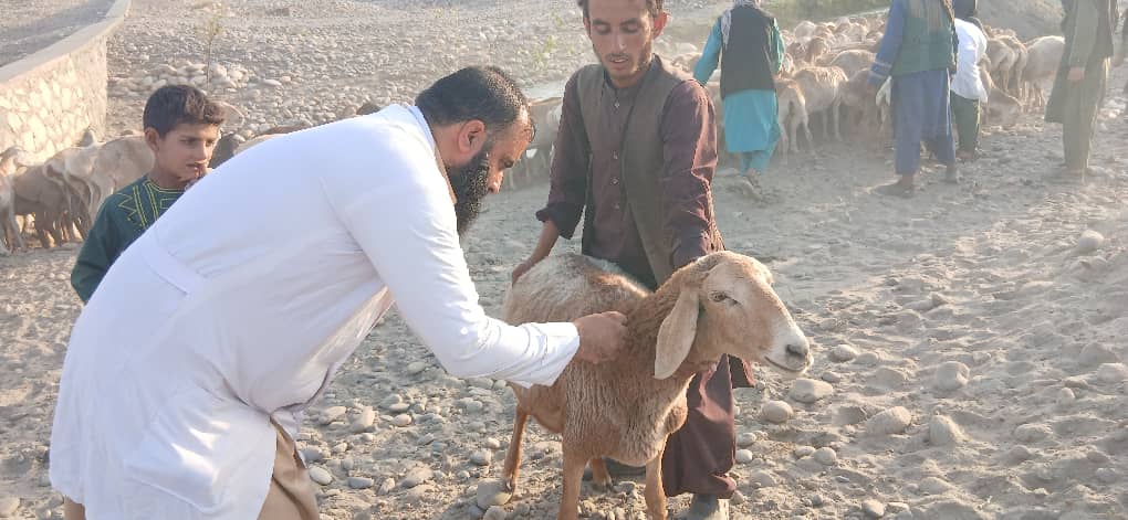 آغاز دور سوم کمپاین واکسین نشخوار کننده گان کوچک در کوهستان کاپیسا