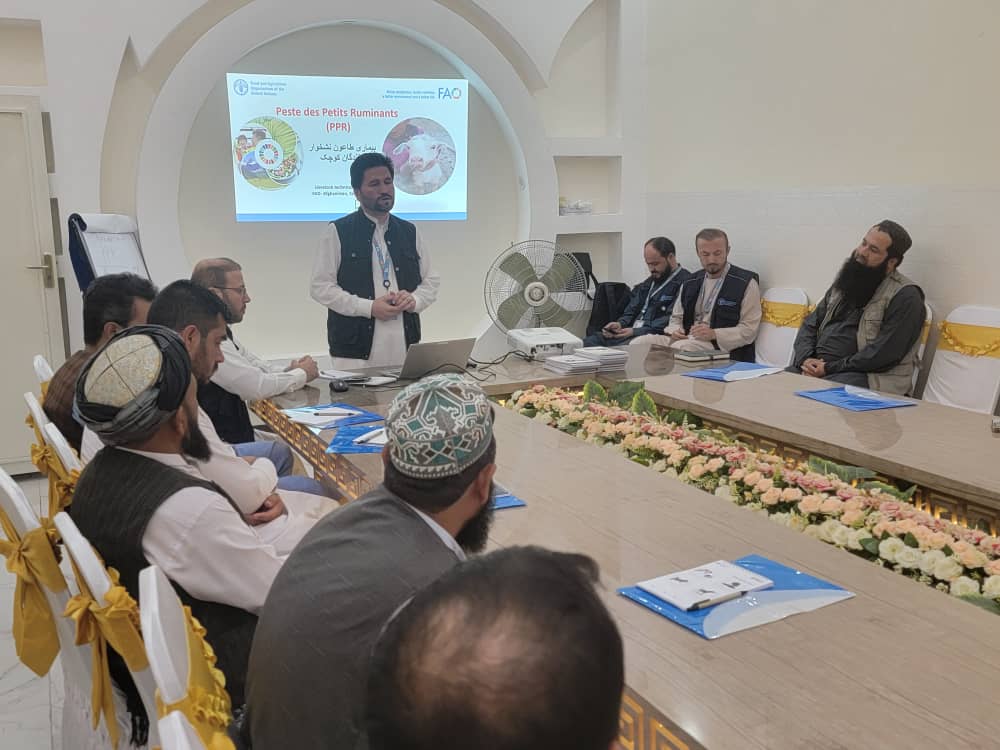 توزیع ۱۳۰ هزار دوز واکسین طاعون نشخوار کنندگان کوچک برای کلینیکهای حیوانی در بغلان