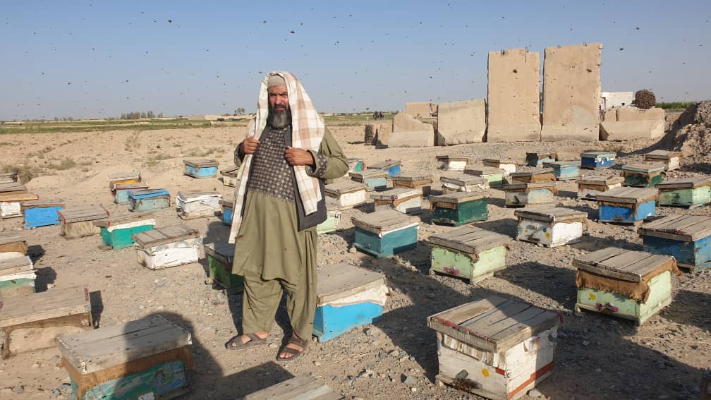 کندهار کې د مچیو شاتو کلنی تولید ۴۵ ټنه ته رسېږي