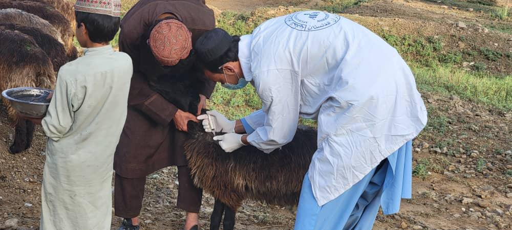 آغاز کمپاین واکسین بیماری طاعون حیوانات کوچک در خوست