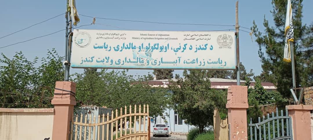 کمپاین واکسین علیه بیماری طاعون حیوانات کوچک در ولایت کندز آغاز شد