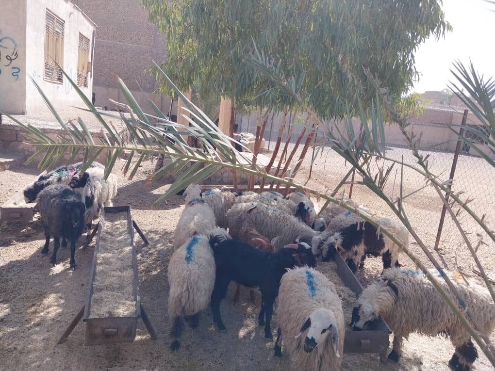 جلوگیری از قاچاق ۱۱۸ رأس مواشی در نیمروز