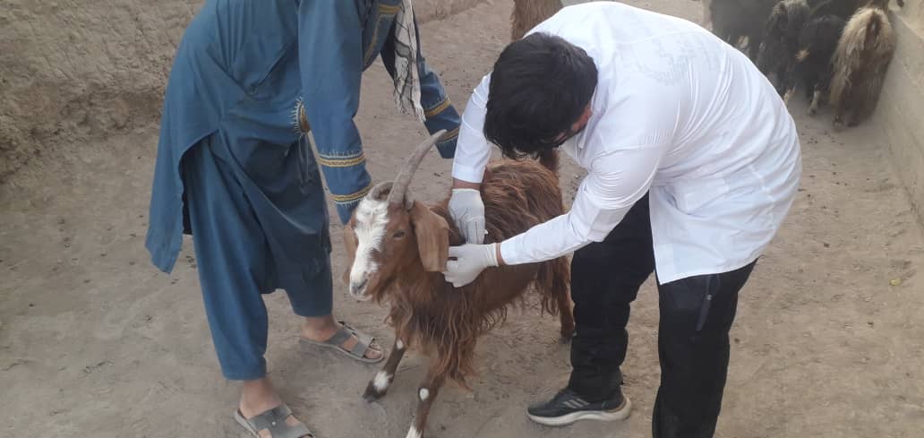 آغاز دور سوم کمپاین واکسین طاعون نشخوار کنندهگان کوچک در تخار