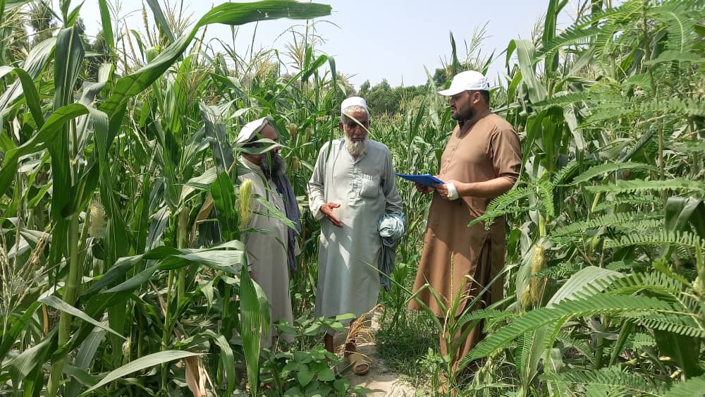 ننګرهار کې ۲۰۰ برګرانو سره د اصلاح شوي تخمونو او وسایلو اخېستلو په موخه نغدې مرسته کېږي