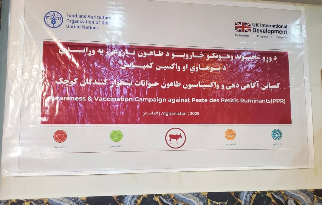 کندهار کې د طاعون کمپاین د مؤثر تطبیق په پار لسګونو پاراوټرانو ته روزنیز پروګرام پیل شو