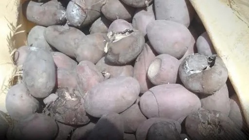 له پاکستانه یو ځل بیا د خوسا کچالو د لېږد مخه ونیول شوه