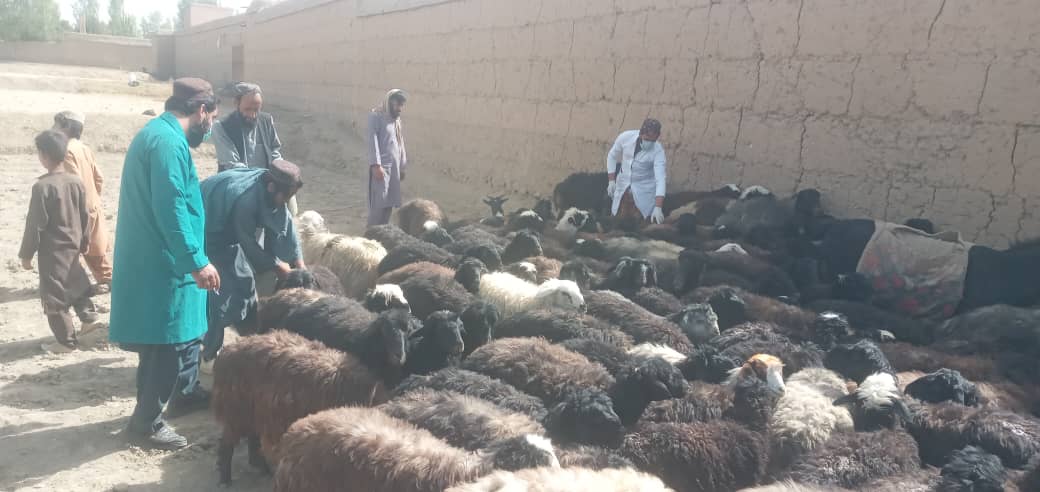 توزیع ۶۳ هزار  دوز واکسین طاعون نشخوار کنندگان کوچک در میدان وردک
