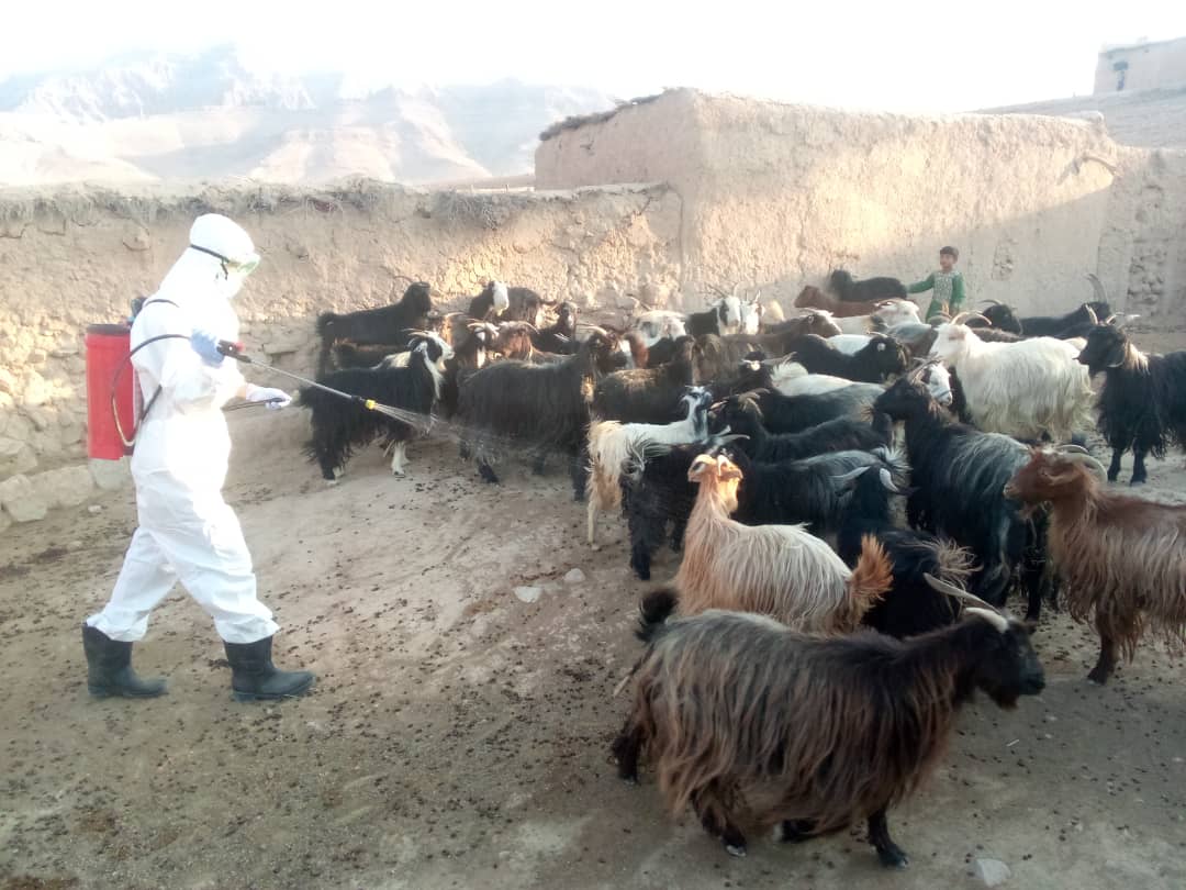 آغاز کمپاین مبارزه با تب کانگو در دایکندی