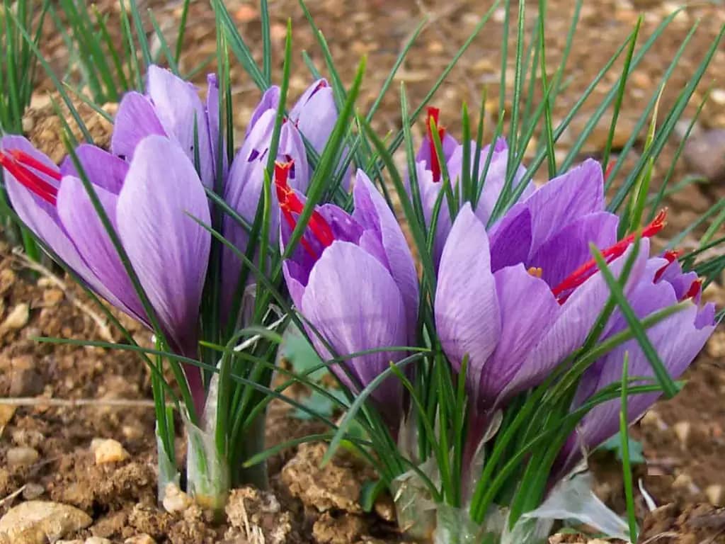 آموزش دهقانان در زمینه کشت زعفران در کندهار