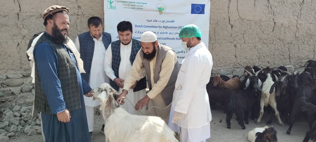 لغمان کې زرګونو وړو شخوندوهونکو څارویو ته د ریخک واکسین کمپاین پیل شو