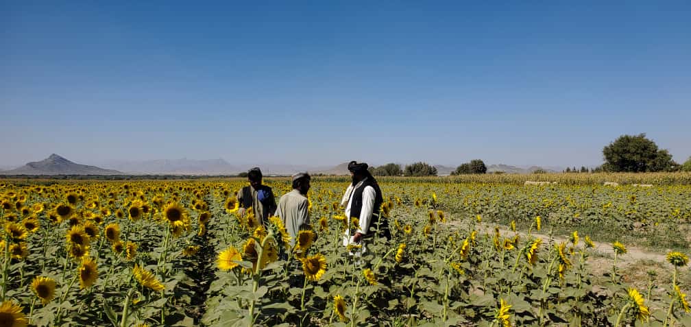 کشت گل آفتاب پرست در کندهار به مرحله برداشت رسیده است