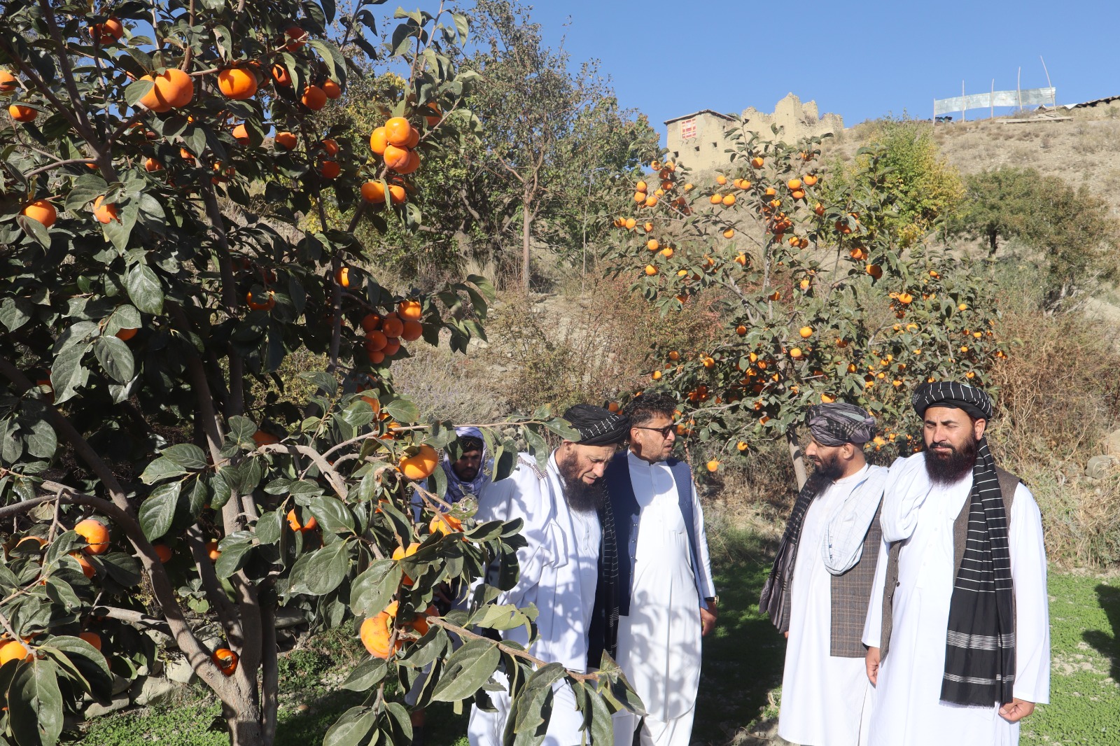 مولوی صدراعظم عثماني په پکتیا کې د خرمالو او مڼو له مترکمو بڼونو څخه لیدنه وکړه
