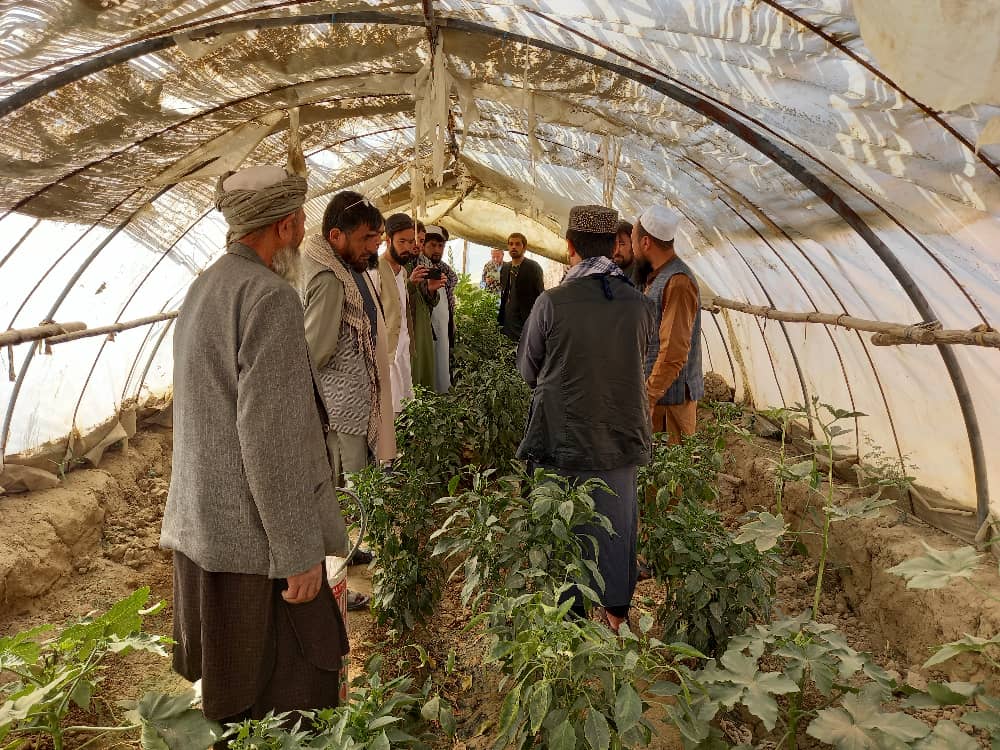 برنامه تطبیق قارچ مفیده «ترایکودرما» برای باغداران در جوزجان آغاز شد