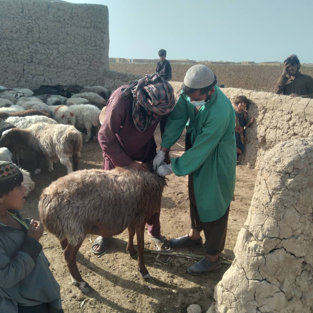 آغاز کمپاین واکسین حیوانات کوچک در برابر بیماری طاعون در ولسوالی مارجۀ هلمند