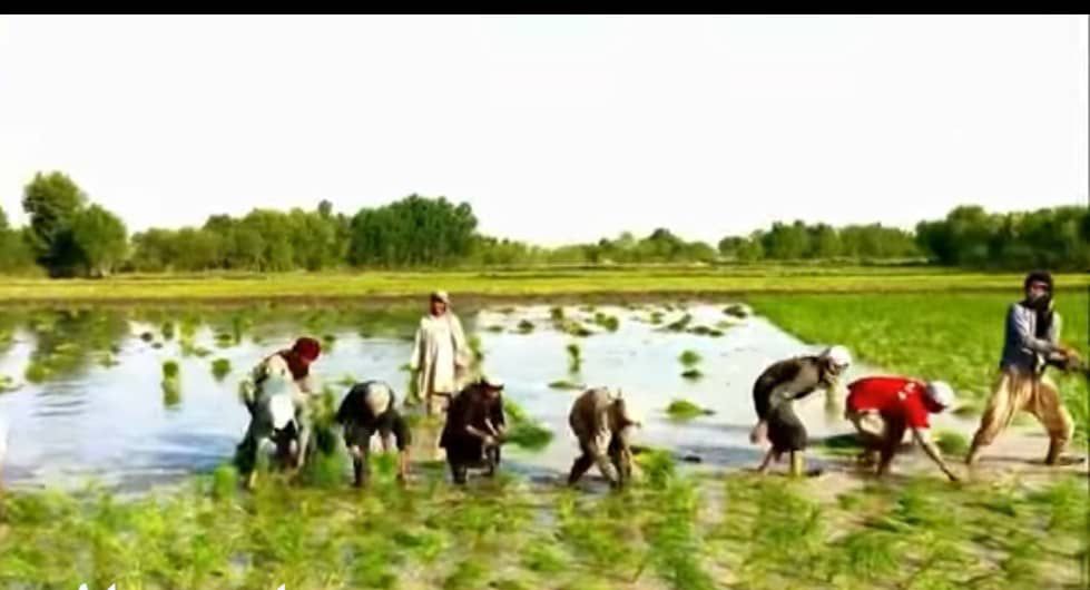 افزایش ساحه تحت کشت و حاصلات شالی در ولایت بغلان