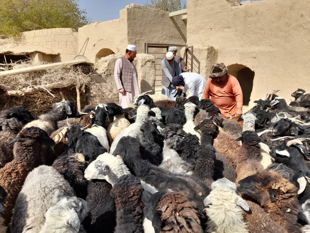 آغاز تطبیق واکسین طاعون در ولسوالی مردیان ولایت جوزجان