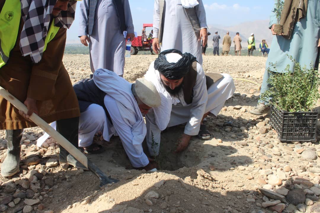 لغمان کې د ۳۰ هکټاره ځمکې په ساحه کې د بیرې بوټو د کرلو لړۍ پیل شوه