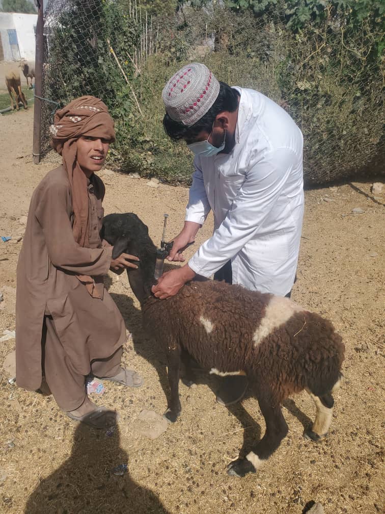 د کندهار تختهپل کې نږدې پنځه زره کوچني څاروي د طاعون ناروغۍ پر ضد وقایوي واکسین شول