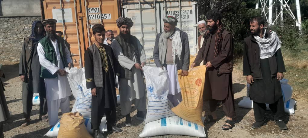 توزیع تخم بذری اصلاحشده و کود کیمیاوی جهت احداث  قطعات نمایشی گندم در پروان