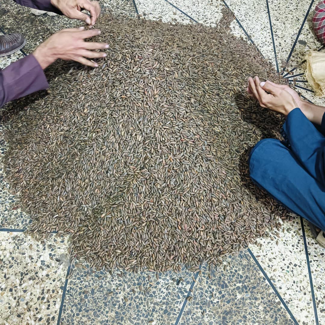 در سال جاری بیش از ۹۰ تُن جلغوزه از جنگلهای ولایت ننگرهار به دست آمده است