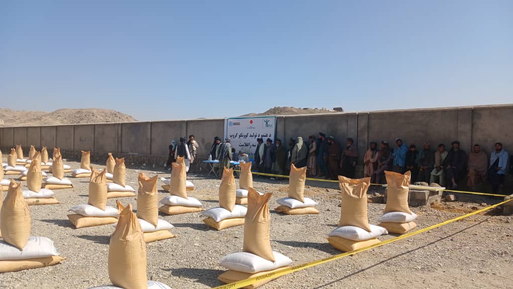 د کندهار دوو ولسوالیو کې پر سلګونو بزګرانو د غنمو اصلاح شوي تخم او کیمیاوي سرې ووېشل شوې