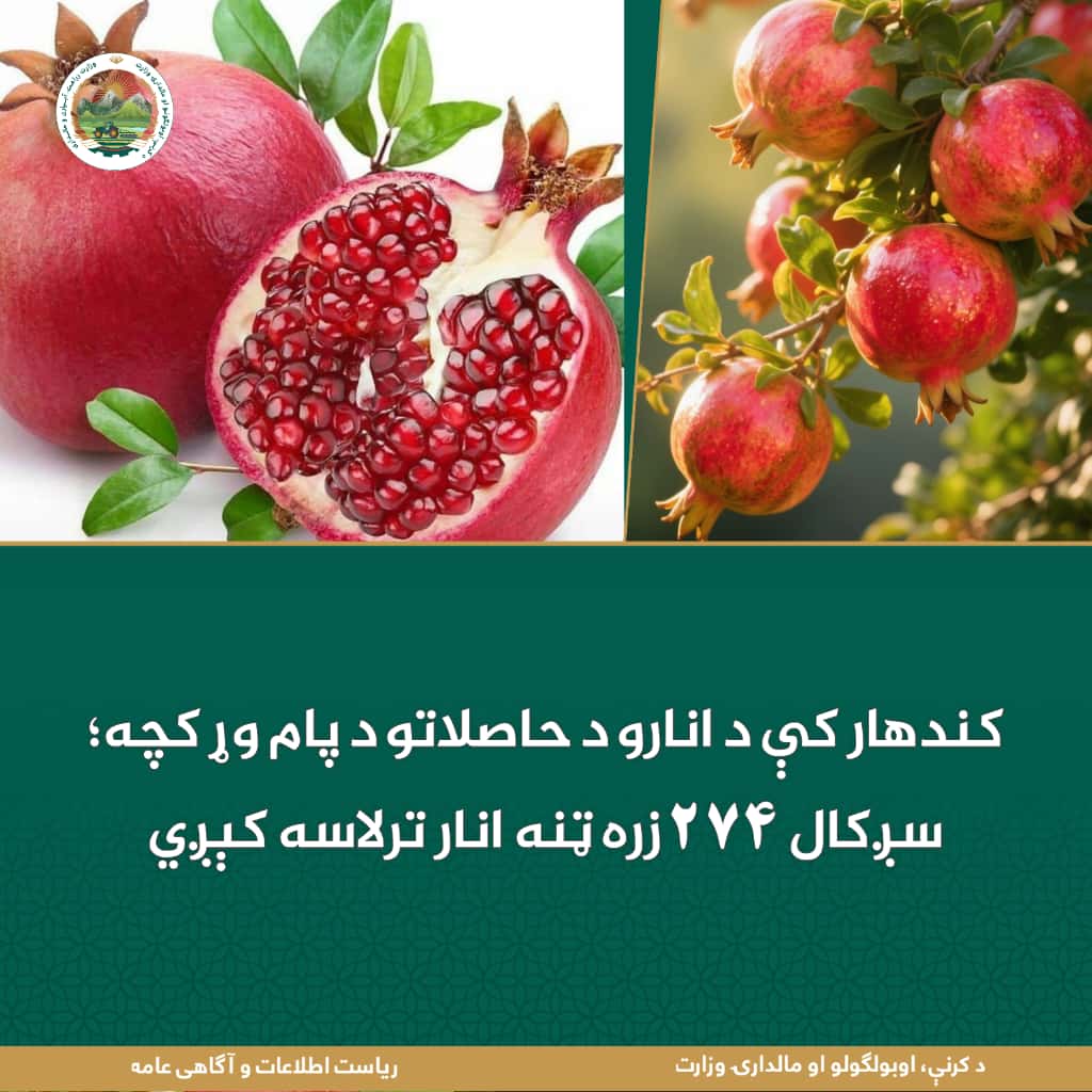 حاصلات چشم‌گیر انار در کندهار؛ امسال ۲۷۴ هزار تُن انار به دست می‌آید