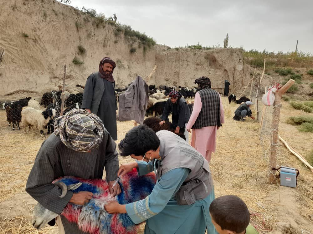 آغاز کمپاین واکسین بیماری طاعون نشخوارکنندگان کوچک در ولسوالی چمتال ولایت بلخ