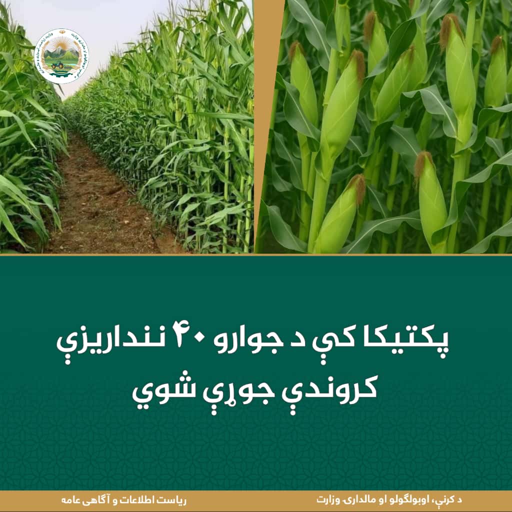 د ورځ مهمی خبری
