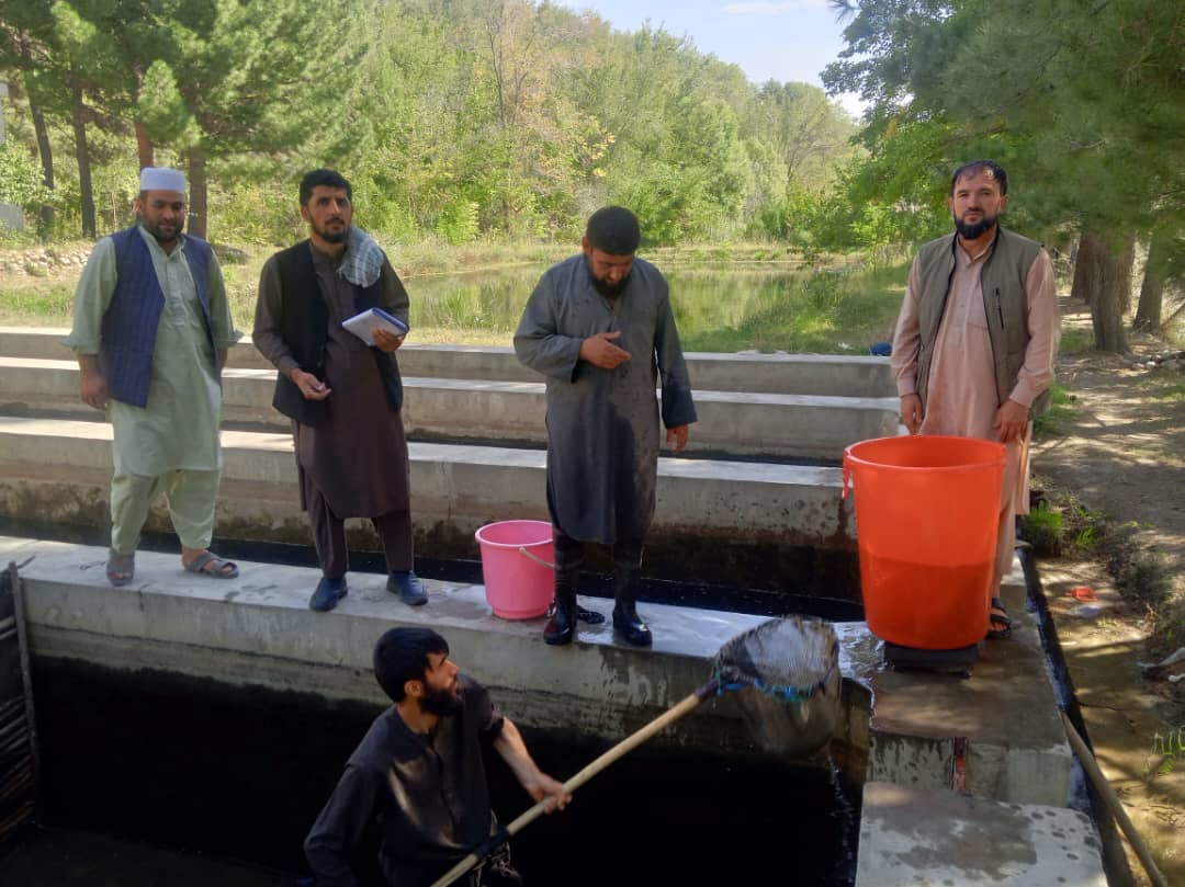 فروش بیش از یک‌هزار و چهارصد کیلوگرام ماهی سرد آبی در فارم گلغندی کاپیسا 
