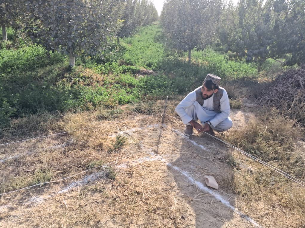 د غزني په دوو ولسوالیو کې د زردالو د وچولو د سلفر خونو جوړولو چارې پیل شوې