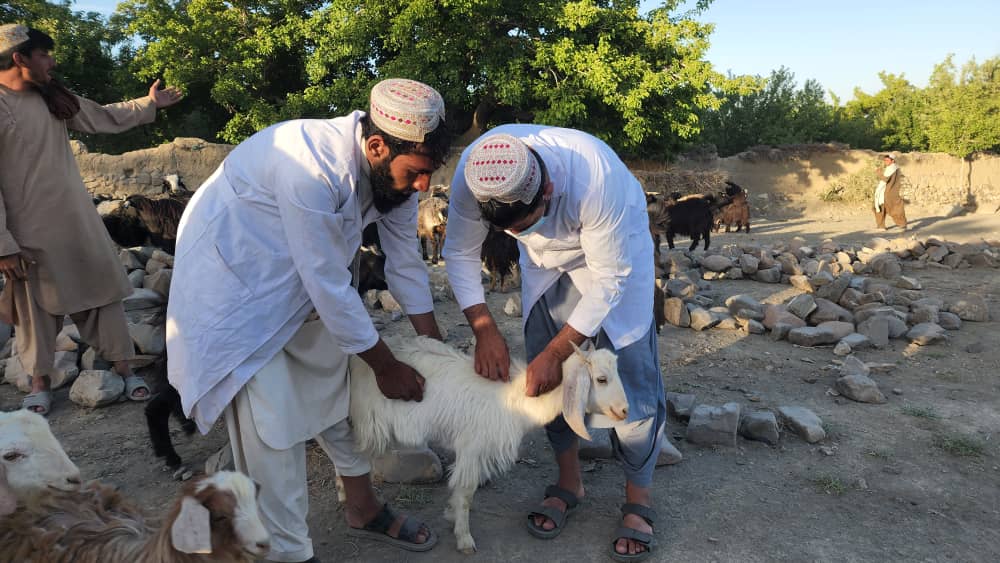 وقایه ۷ هزار رأس مواشی کوچک در برابر بیماری طاعون در ولسوالی معروف کندهار