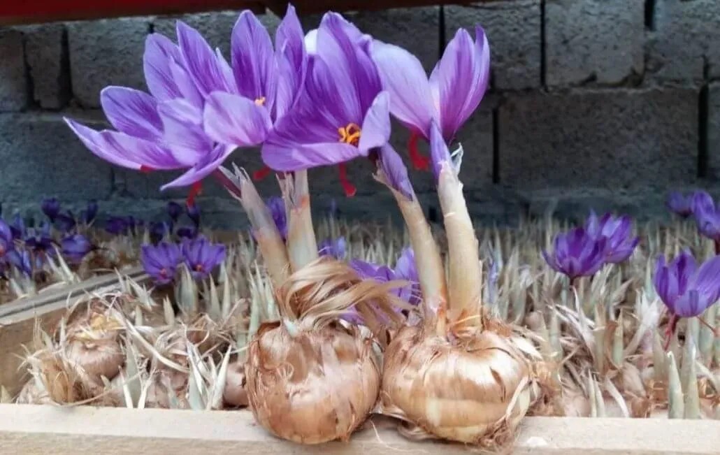 توزیع ۱۶ هزار کیلوگرام پیاز زعفران برای دهاقین غور