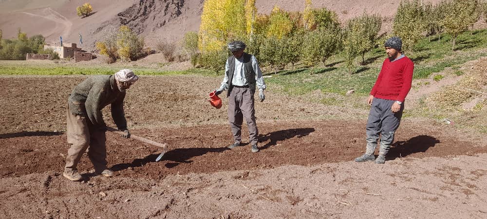 آموزش روش کشت قطاری گندم برای دهقانان در ولسوالی ورس بامیان