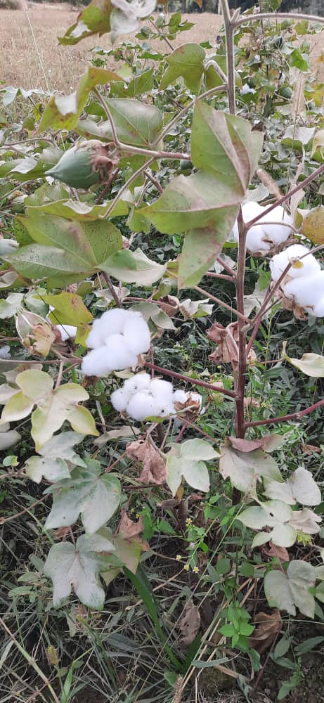 بازدید رئیس زراعت بدخشان از فارم تحقیقات زراعتی ولسوالی بهارک