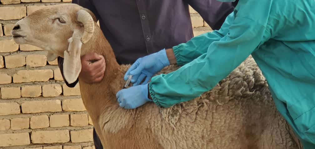 د کندهار دوو ولسوالیو کې نږدې ۱۷ زره کوچني څاروي د طاعون ناروغۍ پر ضد وقایوي واکسین شول