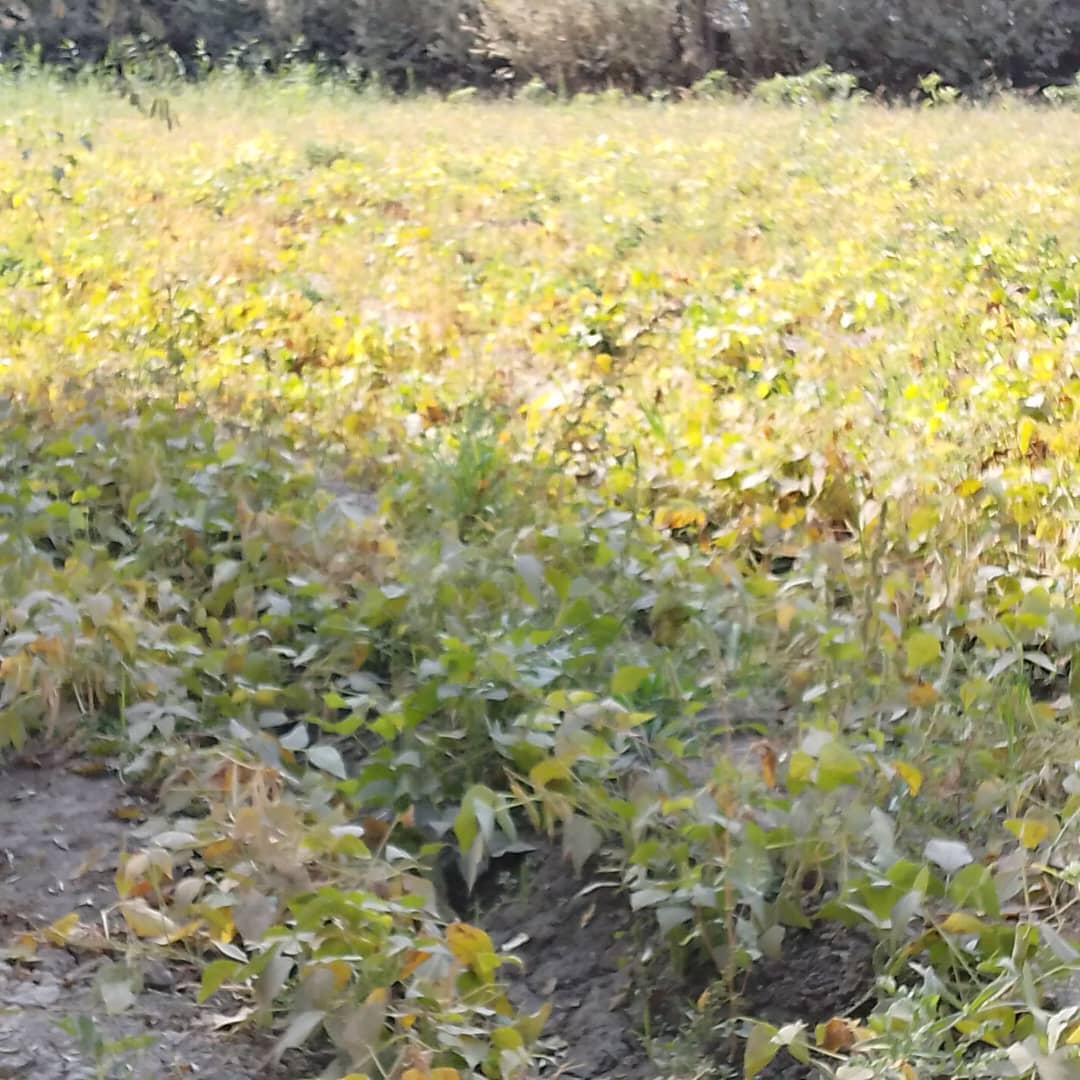 افزایش حاصلات لوبیا در ولسوالی اشکمش، ولایت تخار