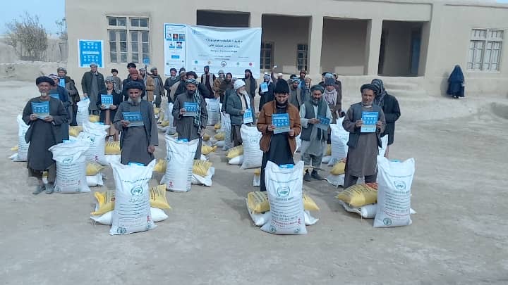 توزیع تخم اصلاح‌شده گندم و کود کیمیاوی برای یک‌هزار دهقان در جوزجان