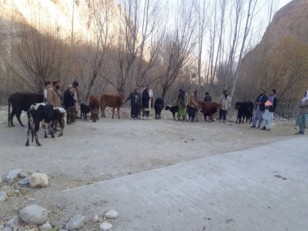 توزیع ۱۶ گاوشیری نسل وطنی در ولسوالی وردوج ولایت بدخشان