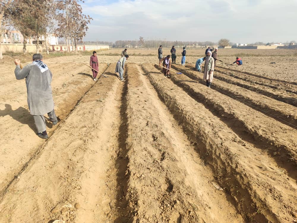 ریاست زراعت، آبیاری و مالداری بغلان پنج جریب زمین را در ساحه باغ اختر بغلان صنعتی برای احداث قوریه‌جات نهال‌های مثمر، غیرمثمر و بوته‌های زینتی آماده کرده است