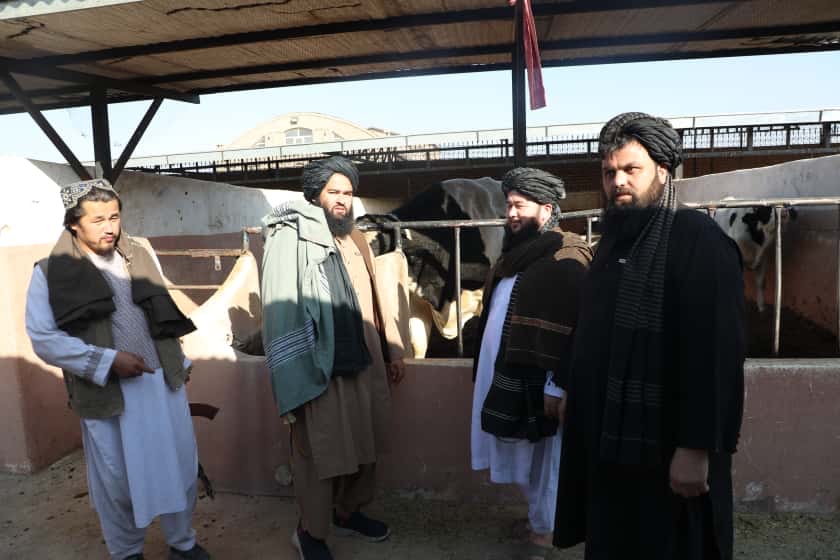 بازدید سخنگوی وزارت زراعت از فارم‌های گاوداری در ولایت هرات