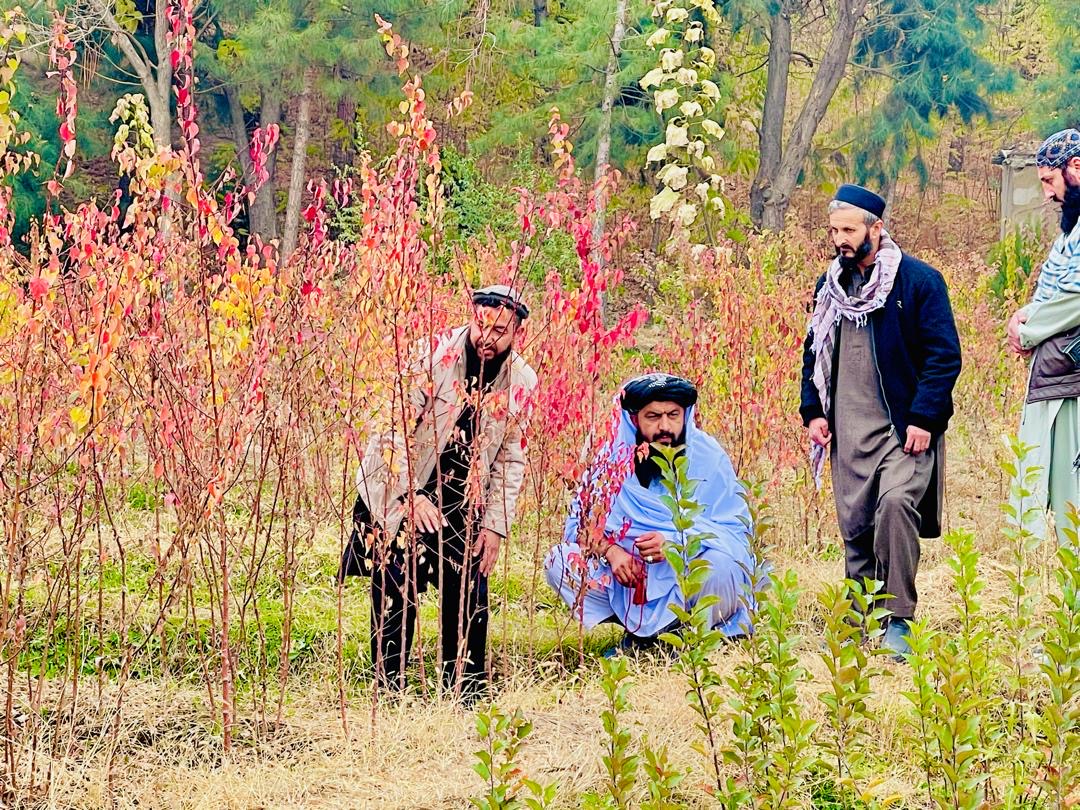 نظارت از فعالیت‌های فارم تحقیقات میوه‌جات کوکچه در بدخشان 